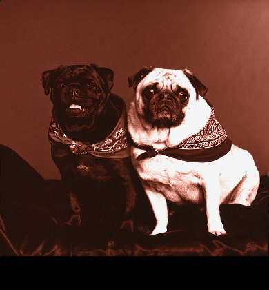 Pet Photography in Orange County, CA by Sharon Kay